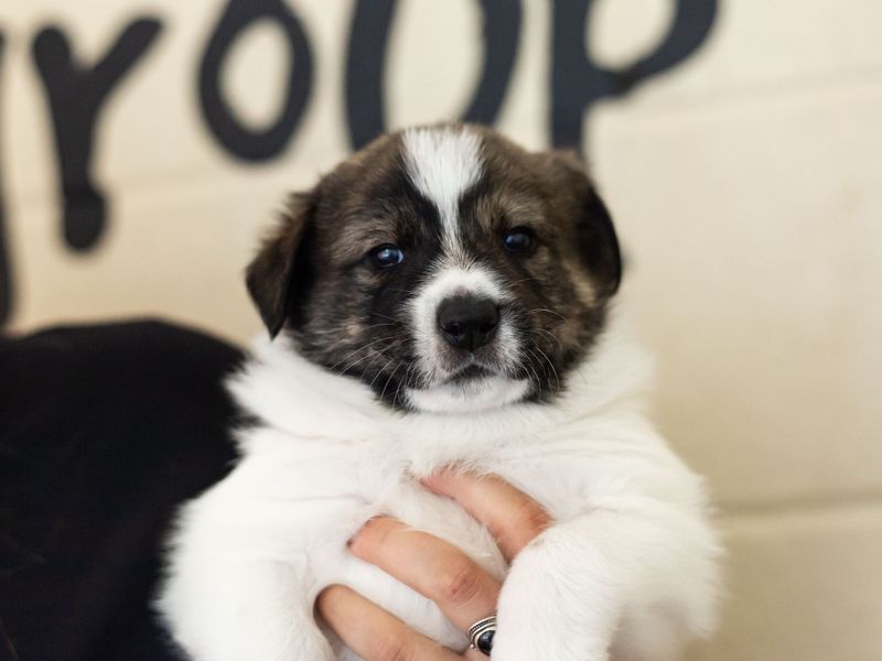 Puppy rehoming hot sale